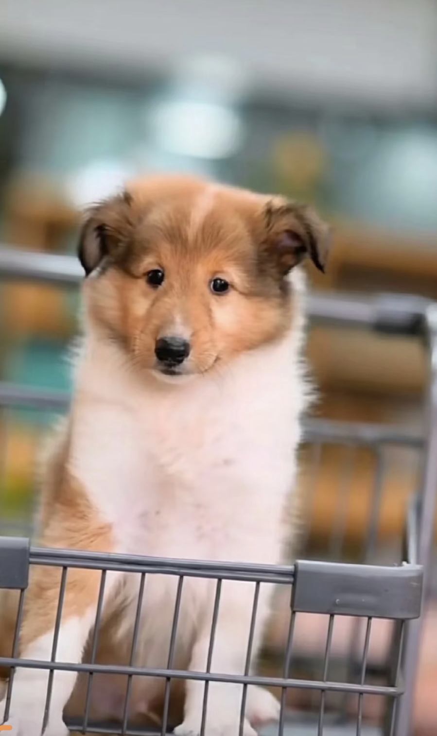 个性牧羊犬，苏牧，公母都有，欢迎询价